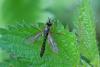 Dioctria rufipes